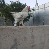 خروس برهما|حیوانات مزرعه|مشهد, موسوی قوچانی|دیوار