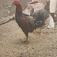 خروس محلی دورگه لاری