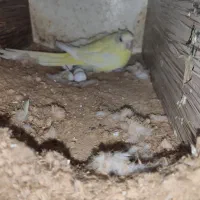 طوطی اوازه خوان ماده زرد روی تخم|پرنده|کاشان, شهرک امیرالمومنین|دیوار