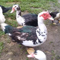 اردک اسراییلی