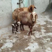 دو عدد گوسفند