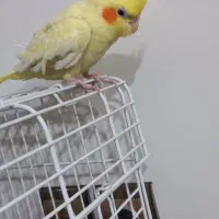 عروس هلندی لوتینو