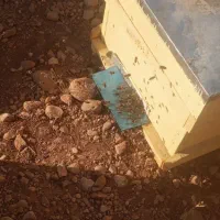فروش  پنج عددزنبور کارنیکا