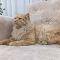 گربه گارفیلد مین کون زیبا