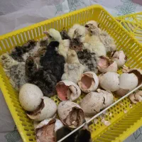 جوجه بوقلمون محلی