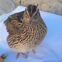 ۲عددبلدرچین سرحال وسالم