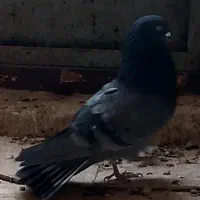 نر سبز پرشی عالی