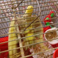 جهت معاوضه غیرازکبوتر کاملا دستی نروماده|پرنده|فلاورجان, |دیوار