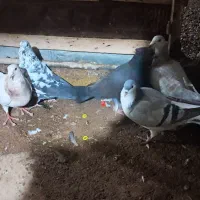 پنج عدد کبوتر|پرنده|دشتابی, |دیوار