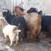 ۷ عدد بز بچه دار برای دامازدیخ|حیوانات مزرعه|اردبیل, |دیوار