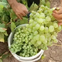 انگور  روستای زنفت