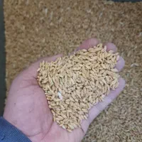 گندم بوجاری