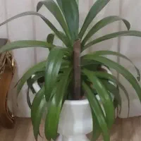 گل طبیعی|گل و گیاه طبیعی|نیشابور, دارایی|دیوار