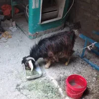 بز  نربز|حیوانات مزرعه|سراوان, |دیوار