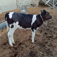 گوساله ماده