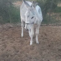 یه الاغ جوان