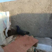 طوقی. زاغ|پرنده|حمیدیا, |دیوار