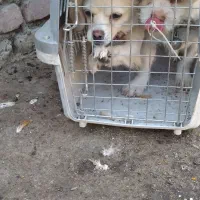 واگذاری سگ خانگی|سگ|زاهدان, |دیوار