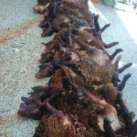 قصابی