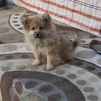 حیوانات خانگی