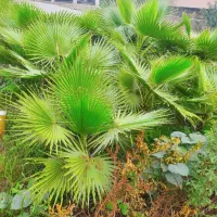 فروش پالم و بابا آدم