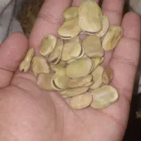 باقلا|خدمات باغبانی و درختکاری|دره شهر, |دیوار