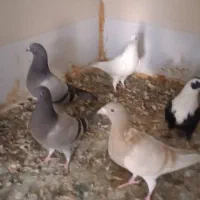 جفت شهری و جفت سبز با جوجه و یه جفت مخلف