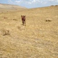 اسب کره نریان ۲ ساله