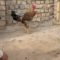 خروس لاری|حیوانات مزرعه|قنوات, |دیوار