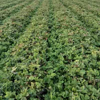 نهال توت فرنگی سابرینا نی ۱۰میلیون|خدمات باغبانی و درختکاری|خان ببین, |دیوار