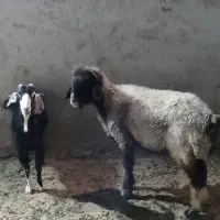 میش و بز