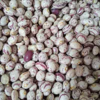 نخود لوبیا قرمز لوبیا سفید لوبیا چیتی