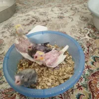 جوجه عروس طوطی سرلاکی