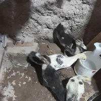 ۲ جفت جوجه اردک اسرائیلی