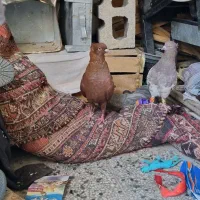 فروش یک عدد سرخ پرشی|پرنده|شیراز, زرهی|دیوار