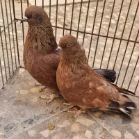 کله ای، سرخ