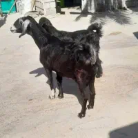 بز دورگه آبست با کهره ماده|حیوانات مزرعه|بهبهان, |دیوار