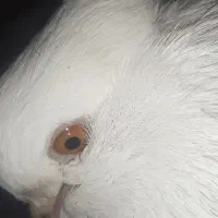 کبوتر نر سفید چشم پرتقالی|پرنده|جیرفت, |دیوار