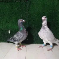 فری نروماده ساده ماده سبز فری ماده