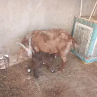 بز با بی|حیوانات مزرعه|اهواز, امانیه|دیوار