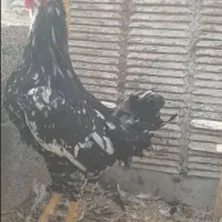 حراج و فروش خروس گلین/مرغ وخروس لاری/مرغ محلی|حراج|رفسنجان, |دیوار