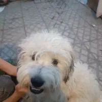 شیتزو سفید پشمالو