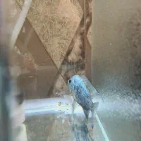 فلاور کانفا