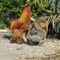 مرغ و خروس برهما