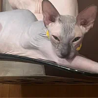 گربه اسفینکس