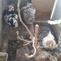 جوجه مرغ ( نوچه )