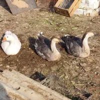 قوغاز افریقایی اردک روسی اسرائیلی نر جوان سنگین|حیوانات مزرعه|تهران, نعمت‌آباد|دیوار