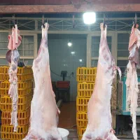 بره درجه یک