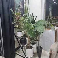 استند گل گلدان|گل و گیاه طبیعی|اصفهان, ارزنان|دیوار