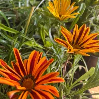 نیازمند ماشین برگشتی هستم